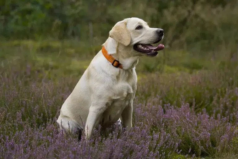 Teaching Your Dog to Recognize Scent Traces