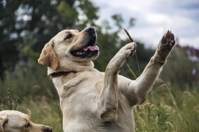 The Playful Pup: Games to Keep Your Dog Happy and Healthy