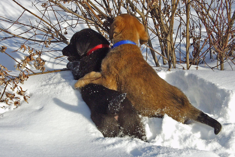 Winter Wonderland: Cold-Weather Training for Dogs