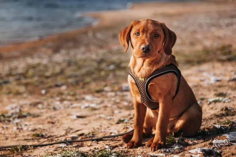 Canine Wellness Retreats: Holistic Training for Mind and Body