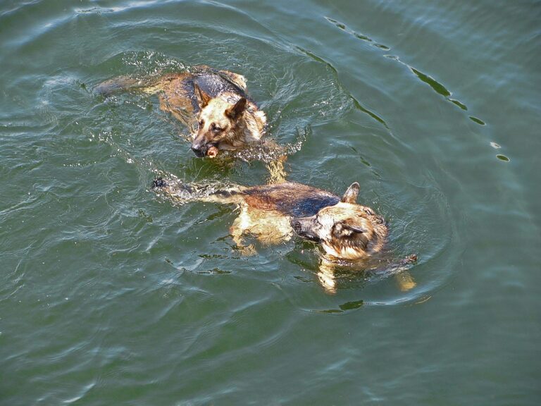 Aquatic Adventures: Training Your Dog to Swim Safely