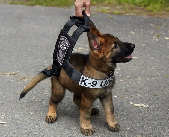 Puppy Power: Building Confidence through Early Training