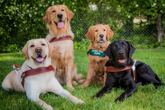 Lifesaver Paws: Transforming Dogs into Service Companions