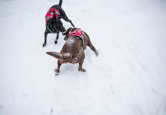 Well-Trained Dog