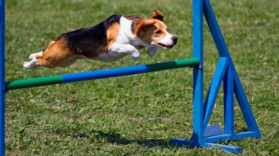 Obstacle Odyssey: Training Your Dog for Agility Courses
