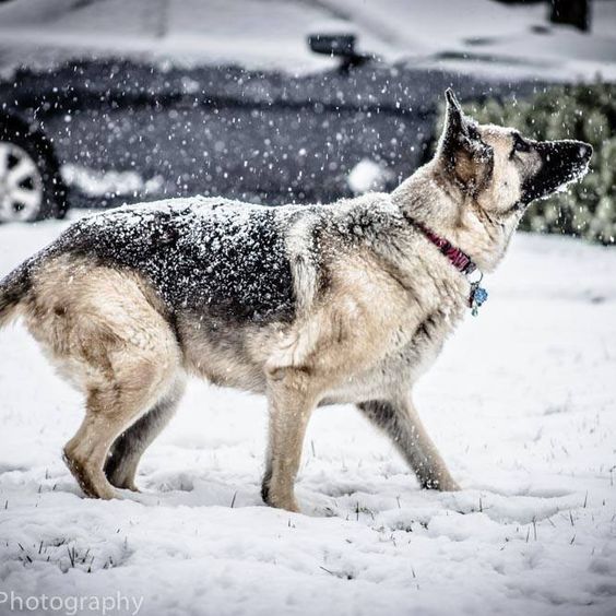 Arctic Pups