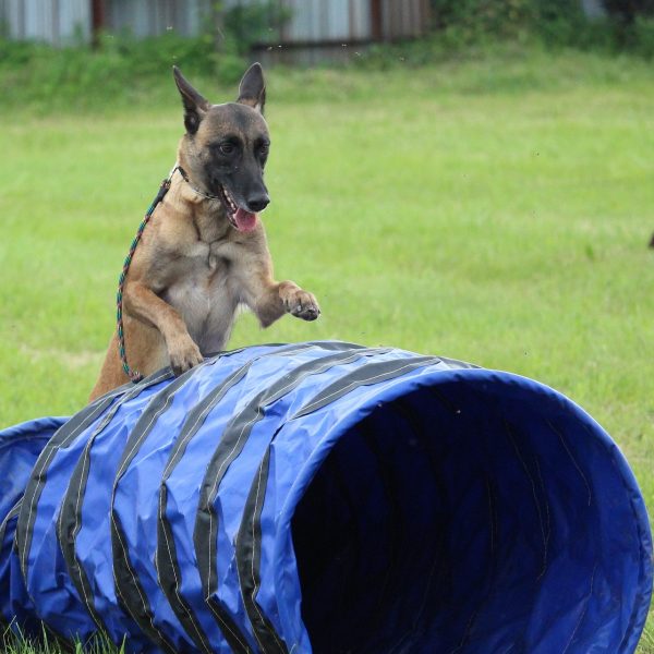 A Dog Training